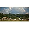 Cows grazing on a lovely green pasture