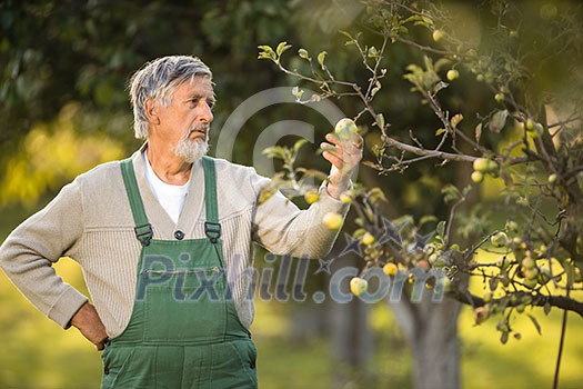 Senior gardenr gardening in his permaculture garden - not happy with the fruit of his labour Senior gardenr gardening in his permaculture garden - not happy with the fruit of his labour