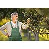 Senior gardenr gardening in his permaculture garden - not happy with the fruit of his labour