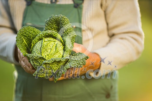 Senior gardener gardening in his permaculture garden -  holding a splendid Savoy Cabbage head