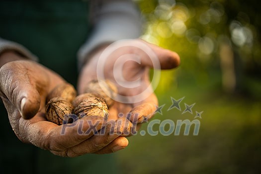 Senior gardenr gardening in his permaculture garden - holding freshly harvested walnuts in his hands Senior gardenr gardening in his permaculture garden - holding freshly harvested walnuts in his hands