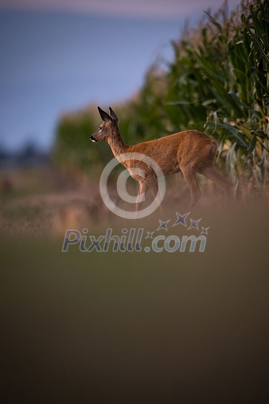 Wild roe deer (Capreolus capreolus) at dusk