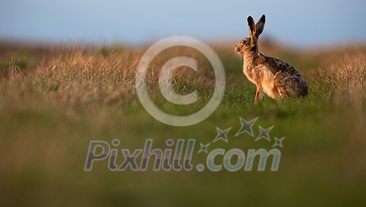 Wild hare (lepus europaeus) - Lonely wild brown hare lit by warm evening light at dusk