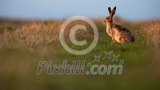 Wild hare (lepus europaeus) - Lonely wild brown hare lit by warm evening light at dusk Wild hare (lepus europaeus) - Lonely wild brown hare lit by warm evening light at dusk