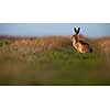 Wild hare (lepus europaeus) - Lonely wild brown hare lit by warm evening light at dusk