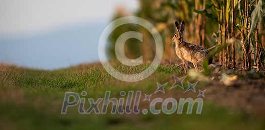 Wild hare (lepus europaeus) - Lonely wild brown hare lit by warm evening light at dusk Wild hare (lepus europaeus) - Lonely wild brown hare lit by warm evening light at dusk