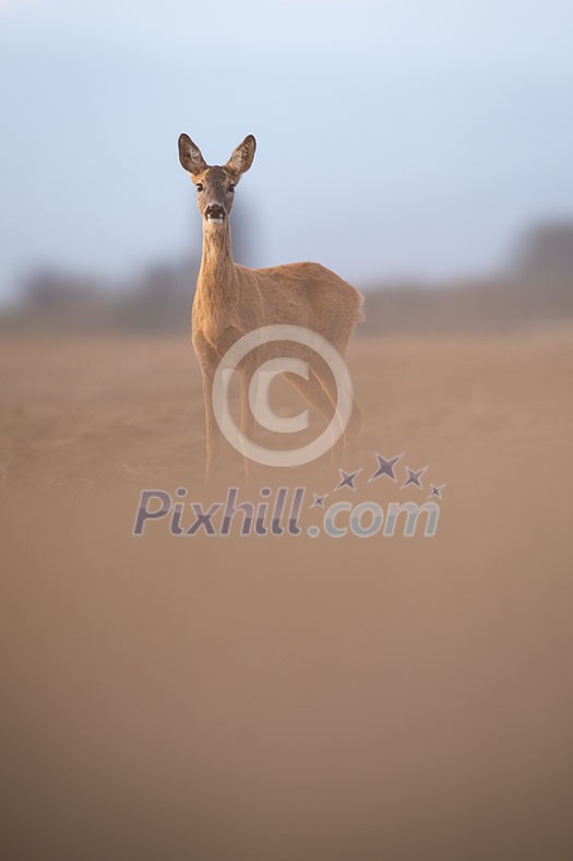 Wild roe deer (Capreolus capreolus) at dusk