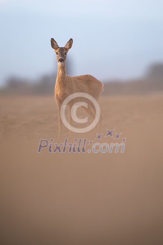 Wild roe deer (Capreolus capreolus) at dusk Wild roe deer (Capreolus capreolus) at dusk