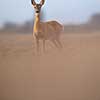 Wild roe deer (Capreolus capreolus) at dusk