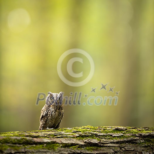 Eurasian scops owl (Otus scops) - Small scops owl on a branch in autumnal forest Eurasian scops owl (Otus scops) - Small scops owl on a branch in autumnal forest