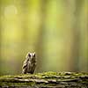 Eurasian scops owl (Otus scops) - Small scops owl on a branch in autumnal forest