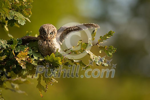 Eurasian scops owl (Otus scops) - Small scops owl on a branch in autumnal forest, its natural habitat Eurasian scops owl (Otus scops) - Small scops owl on a branch in autumnal forest, its natural habitat
