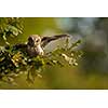 Eurasian scops owl (Otus scops) - Small scops owl on a branch in autumnal forest, its natural habitat