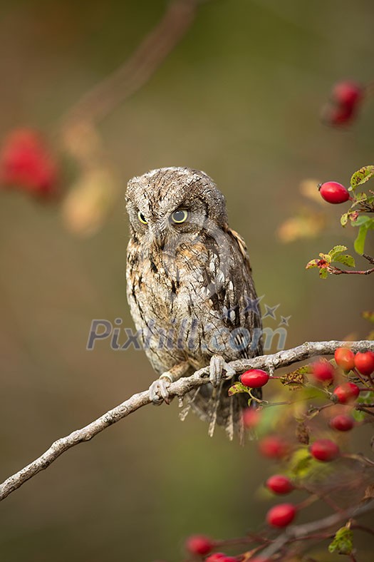Eurasian scops owl (Otus scops) - Small scops owl on a branch in autumnal forest, its natural habitat Eurasian scops owl (Otus scops) - Small scops owl on a branch in autumnal forest, its natural habitat