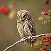 Eurasian scops owl (Otus scops) - Small scops owl on a branch in autumnal forest, its natural habitat
