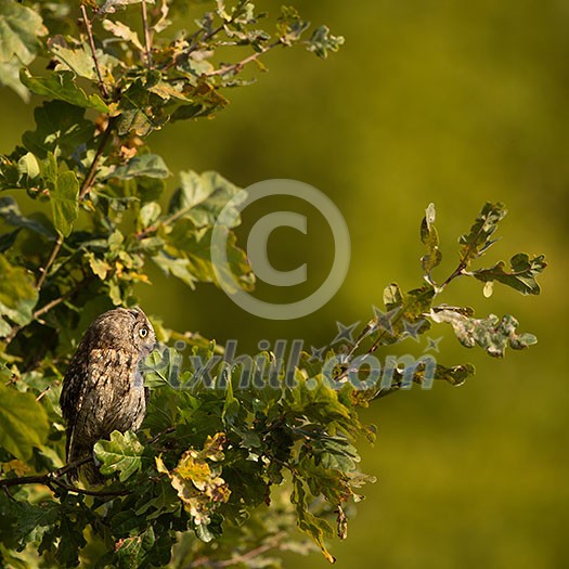 Eurasian scops owl (Otus scops) - Small scops owl on a branch in autumnal forest, its natural habitat Eurasian scops owl (Otus scops) - Small scops owl on a branch in autumnal forest, its natural habitat