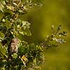 Eurasian scops owl (Otus scops) - Small scops owl on a branch in autumnal forest, its natural habitat