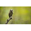 Eurasian scops owl (Otus scops) - Small scops owl on a branch in autumnal forest