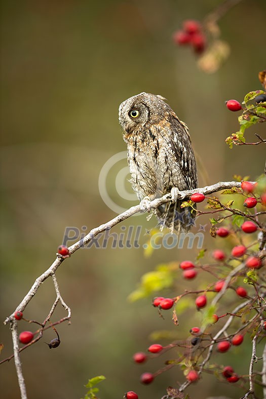 Eurasian scops owl (Otus scops) - Small scops owl on a branch in autumnal forest, its natural habitat Eurasian scops owl (Otus scops) - Small scops owl on a branch in autumnal forest, its natural habitat