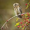 Eurasian scops owl (Otus scops) - Small scops owl on a branch in autumnal forest, its natural habitat