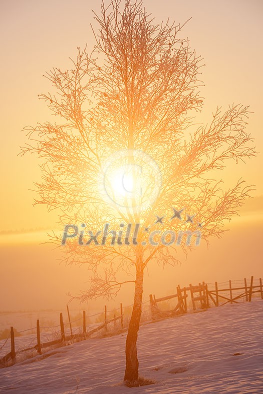 Beautiful winter landscape with fog during sunset over snow covered field with tree