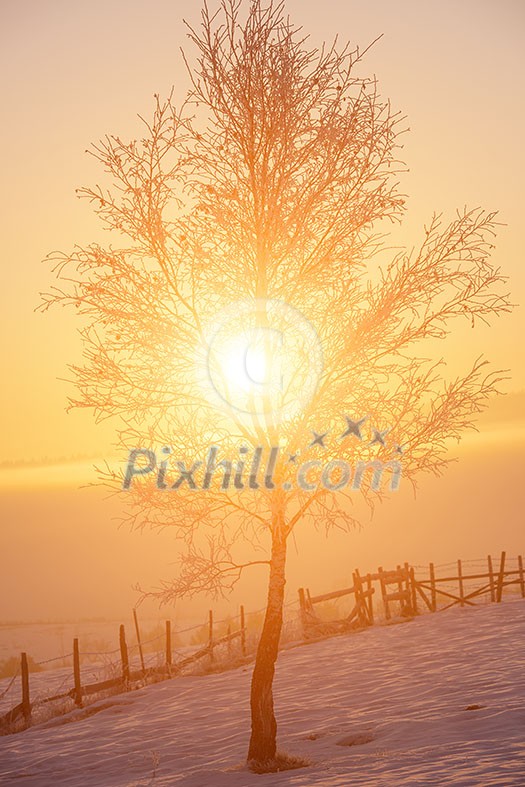 Beautiful winter landscape with fog during sunset over snow covered field with tree Beautiful winter landscape with fog during sunset over snow covered field with tree