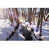 small creek between the trees covered with fresh snow and ice on beatiful sunny winter day  Winter small river in the forest after the snowfal with sunlight