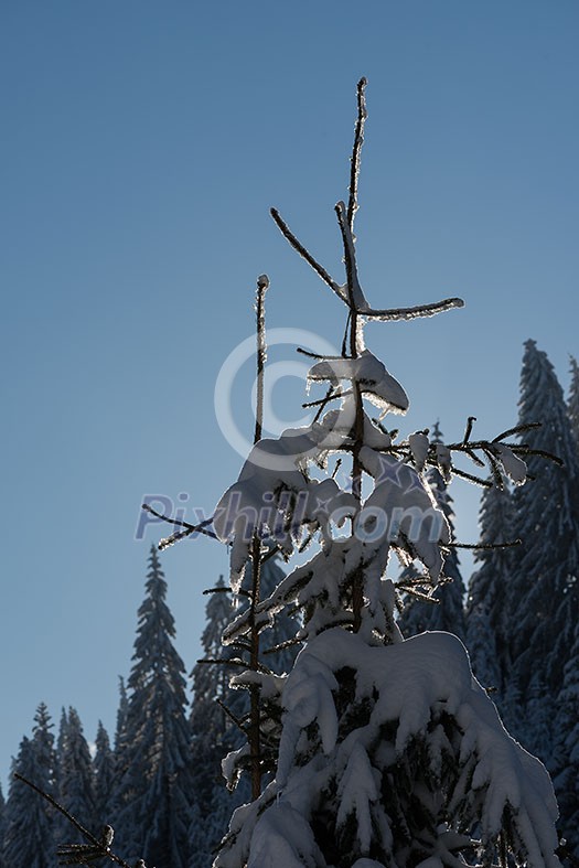 winter sunset, pine tree forest background covered with fresh snow winter sunset, pine tree forest background covered with fresh snow