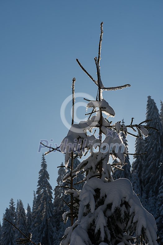 winter sunset, pine tree forest  background  covered with fresh snow