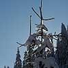 winter sunset, pine tree forest  background  covered with fresh snow