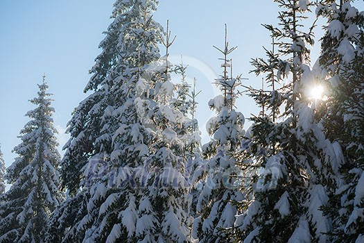 winter sunset, pine tree forest background covered with fresh snow winter sunset, pine tree forest background covered with fresh snow