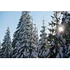 winter sunset, pine tree forest  background  covered with fresh snow