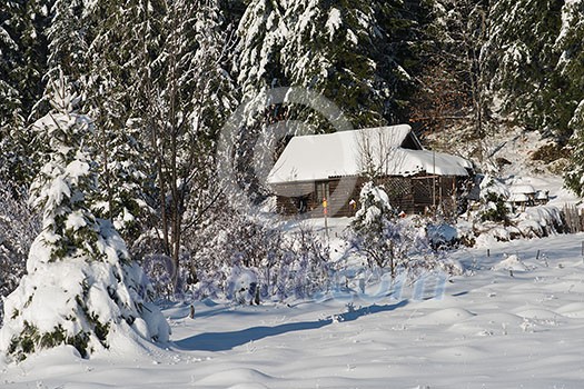 mountain house near pine tree forest, small cabin covered with fresh snow in wild nature at sunny winter day