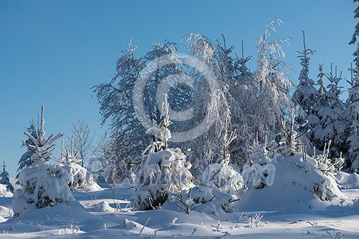 winter sunset, pine tree forest background covered with fresh snow winter sunset, pine tree forest background covered with fresh snow