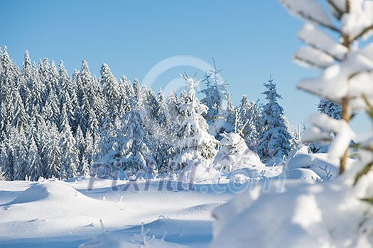 winter sunset, pine tree forest  background  covered with fresh snow