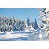 winter sunset, pine tree forest  background  covered with fresh snow