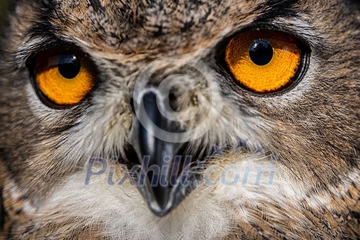 Eurasian eagle-owl, Bubo bubo, close-up view Eurasian eagle-owl, Bubo bubo, close-up view