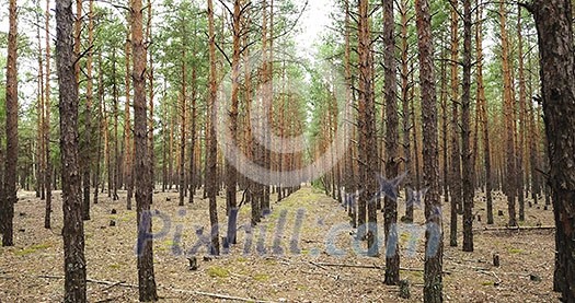 Tall pines in a row in a coniferous forest. 4K video, 240fps, 2160p. Tall pines in a row in a coniferous forest. 4K video, 240fps, 2160p.