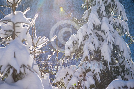 winter sunset, pine tree forest background covered with fresh snow winter sunset, pine tree forest background covered with fresh snow