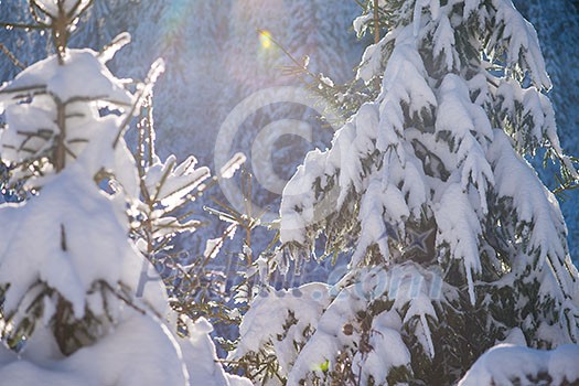 winter sunset, pine tree forest  background  covered with fresh snow