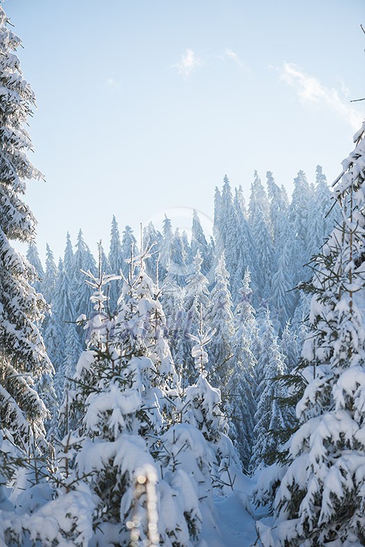 winter sunset, pine tree forest background covered with fresh snow winter sunset, pine tree forest background covered with fresh snow