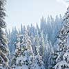 winter sunset, pine tree forest  background  covered with fresh snow