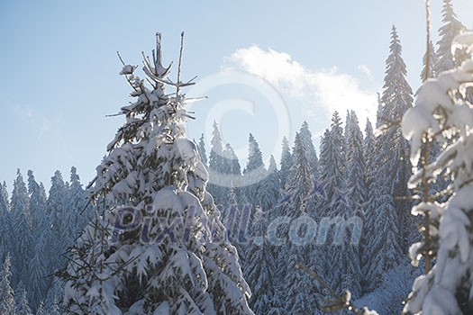 winter sunset, pine tree forest background covered with fresh snow winter sunset, pine tree forest background covered with fresh snow