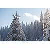 winter sunset, pine tree forest  background  covered with fresh snow