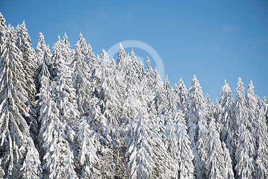 winter sunset, pine tree forest background covered with fresh snow winter sunset, pine tree forest background covered with fresh snow