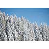 winter sunset, pine tree forest  background  covered with fresh snow