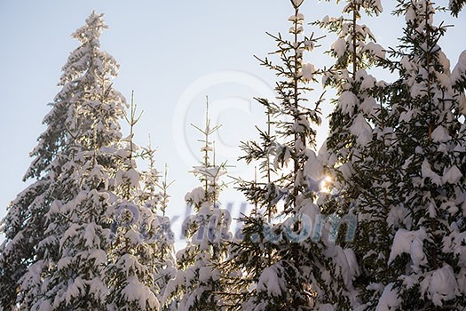 winter sunset, pine tree forest background covered with fresh snow winter sunset, pine tree forest background covered with fresh snow