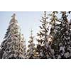 winter sunset, pine tree forest  background  covered with fresh snow