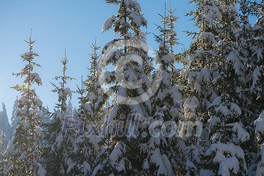 winter sunset, pine tree forest background covered with fresh snow winter sunset, pine tree forest background covered with fresh snow