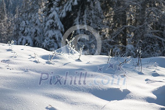 winter sunset, pine tree forest  background  covered with fresh snow